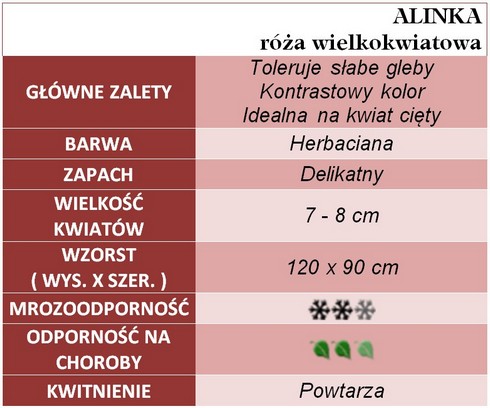Alinka róże wielkokwiatowe gł. zal